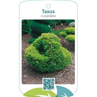 Taxus cuspidata