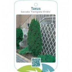 Taxus baccata ‘Fastigiata Viridis’