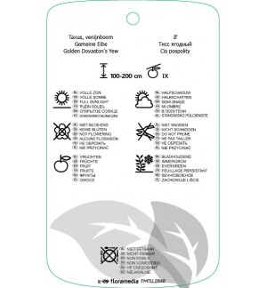 Etichette di Taxus baccata ‘Fastigiata Viridis’ *