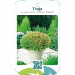 Thuja occidentalis ‘Golden Tuffet’