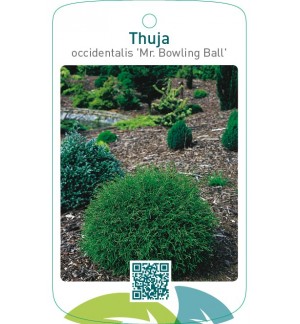 Thuja occidentalis ‘Mr. Bowling Ball’