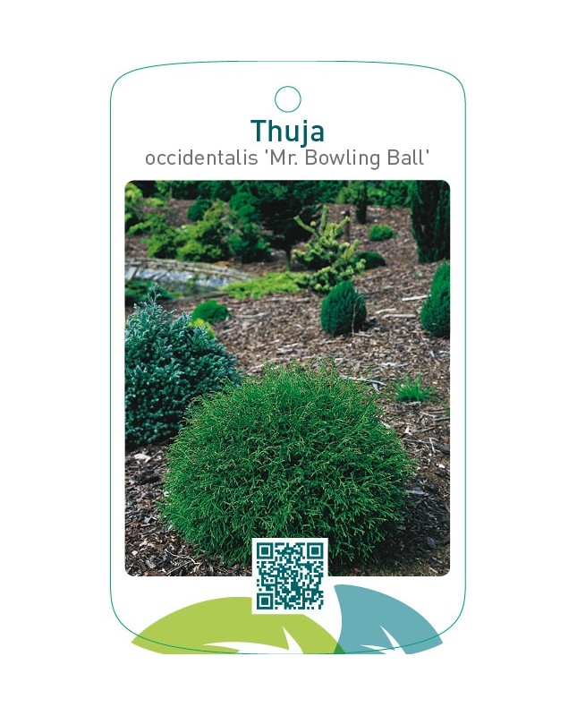 Thuja occidentalis ‘Mr. Bowling Ball’