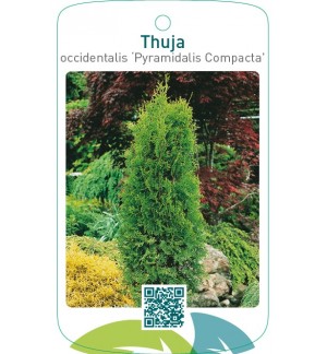 Thuja occidentalis ‘Pyramidalis Compacta’