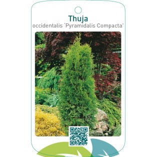 Thuja occidentalis ‘Pyramidalis Compacta’