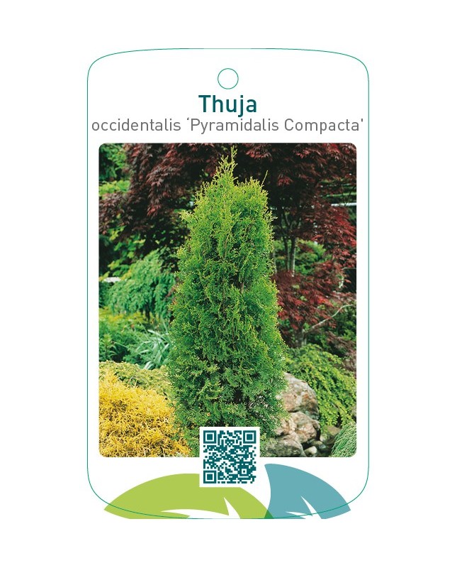 Thuja occidentalis ‘Pyramidalis Compacta’