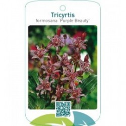 Tricyrtis formosana ‘Purple Beauty’
