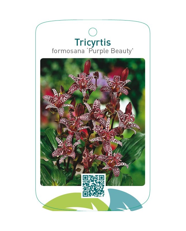Tricyrtis formosana ‘Purple Beauty’