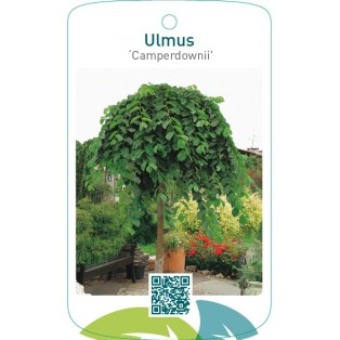Ulmus ‘Camperdownii’