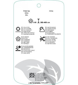 Etichette di Ulmus ‘Camperdownii’ *