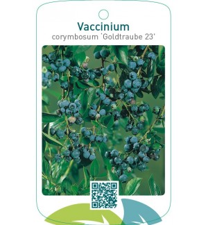 Vaccinium corymbosum ‘Goldtraube 23’