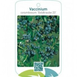 Vaccinium corymbosum ‘Goldtraube 23’