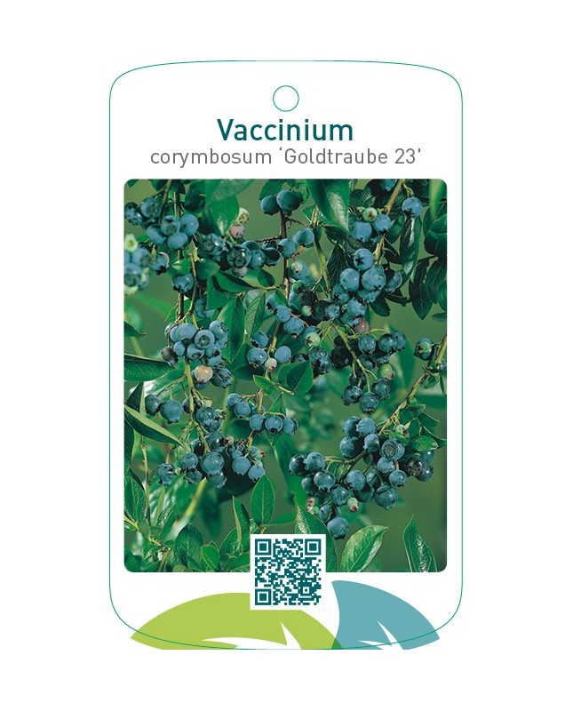 Vaccinium corymbosum ‘Goldtraube 23’