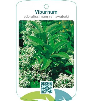 Viburnum odoratissimum var. awabuki