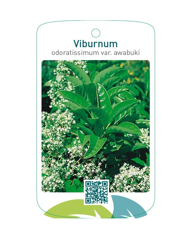Viburnum odoratissimum var. awabuki