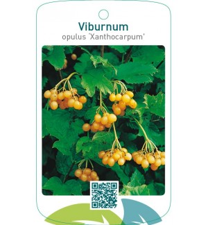 Viburnum opulus ‘Xanthocarpum’