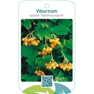 Viburnum opulus ‘Xanthocarpum’