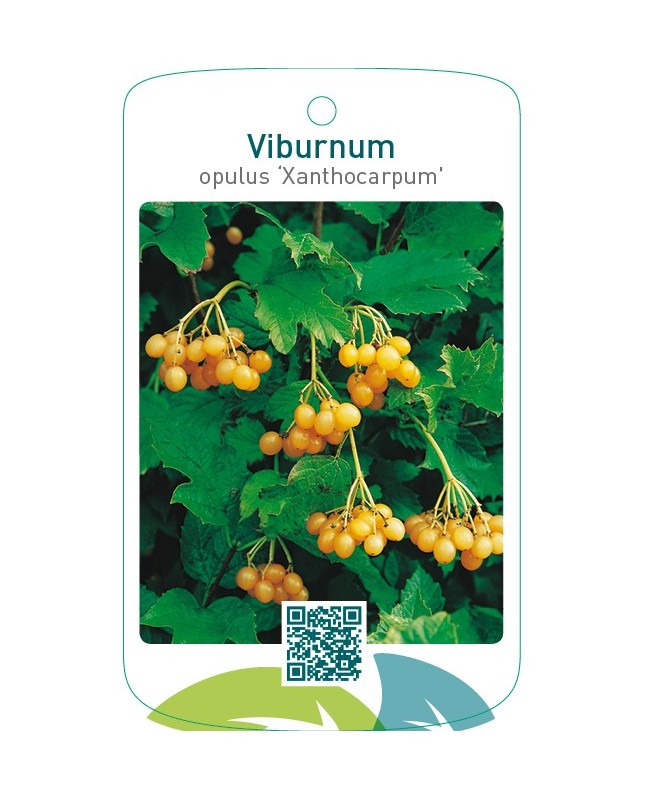 Viburnum opulus ‘Xanthocarpum’
