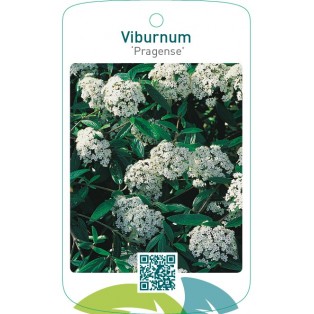 Viburnum ‘Pragense’