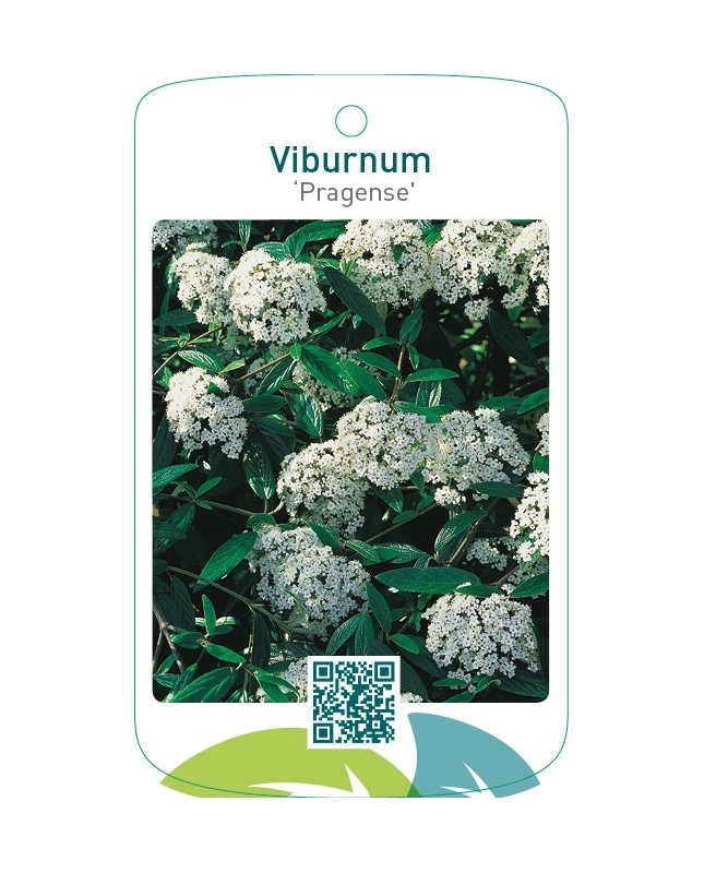 Viburnum ‘Pragense’