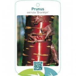 Prunus serrula 'Branklyn'