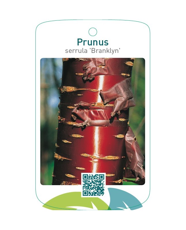 Prunus serrula 'Branklyn'