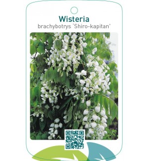 Wisteria brachybotrys ‘Shiro-kapitan’