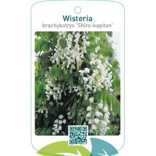 Wisteria brachybotrys ‘Shiro-kapitan’
