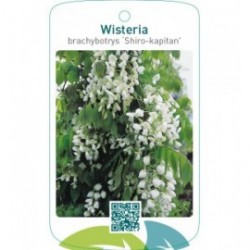 Wisteria brachybotrys ‘Shiro-kapitan’