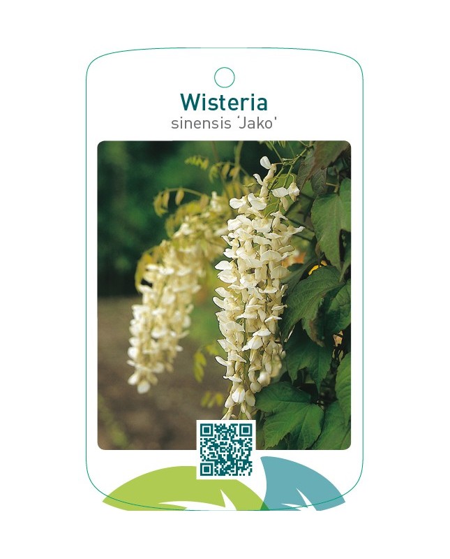 Wisteria sinensis ‘Jako’