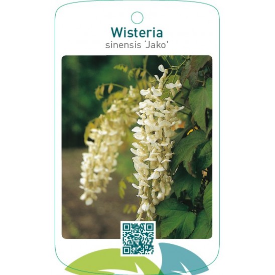 Etiquetas de Wisteria sinensis ‘Jako’