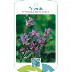 Tricyrtis formosana ‘Dark Beauty’