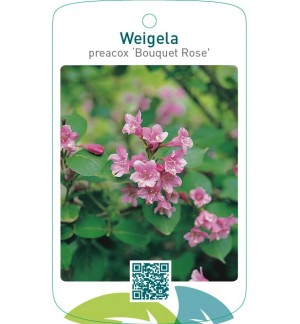 Weigela preacox ‘Bouquet Rose’