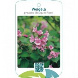 Weigela preacox ‘Bouquet Rose’