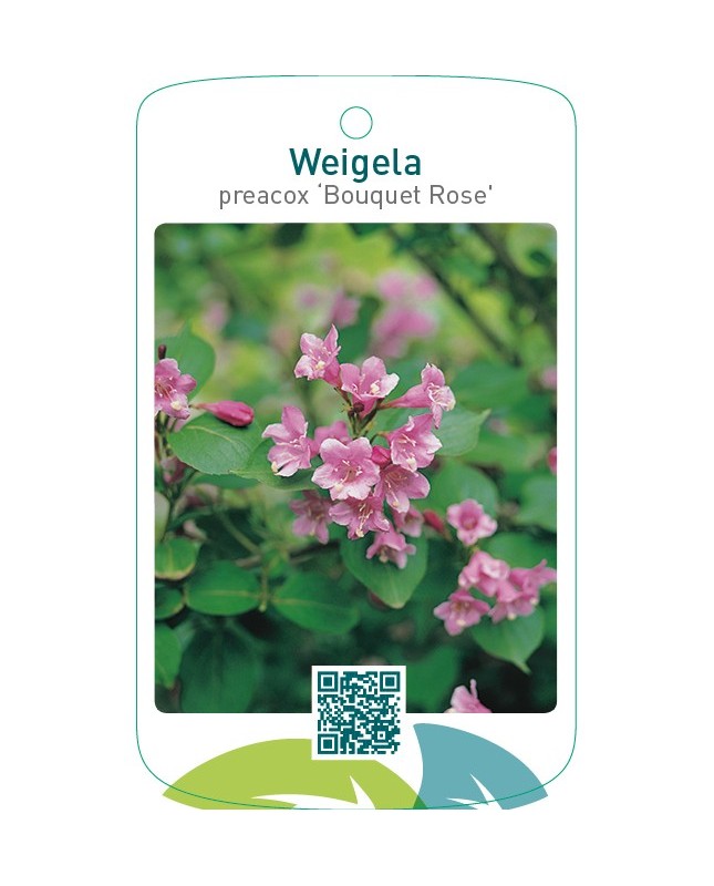 Weigela preacox ‘Bouquet Rose’