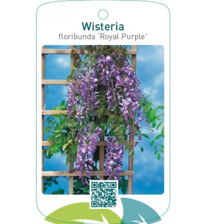 Wisteria floribunda ‘Royal Purple’