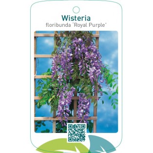 Wisteria floribunda ‘Royal Purple’