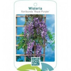 Wisteria floribunda ‘Royal Purple’