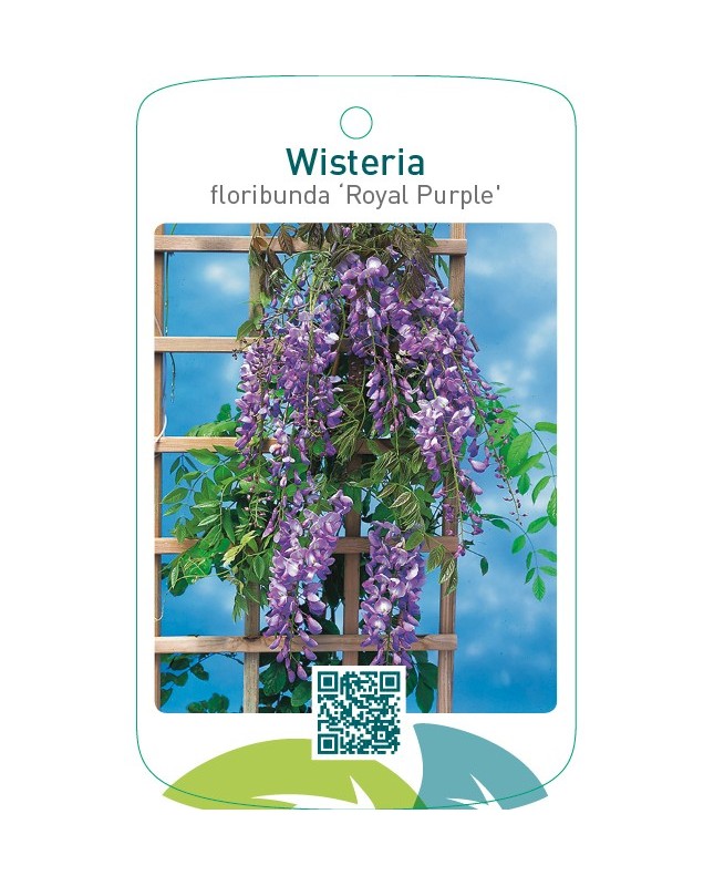 Wisteria floribunda ‘Royal Purple’