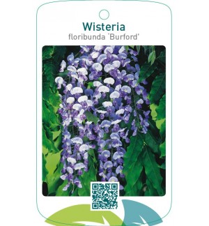 Wisteria floribunda ‘Burford’