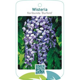 Wisteria floribunda ‘Burford’