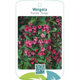 Weigela florida ‘Tango’
