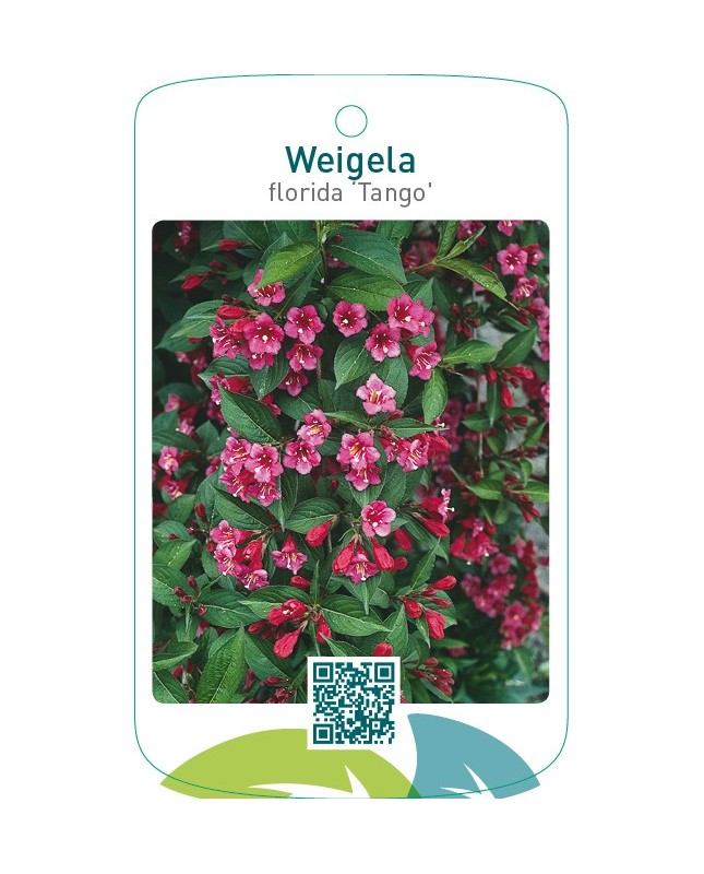 Weigela florida ‘Tango’