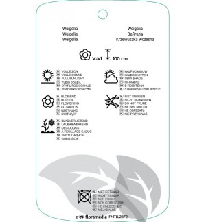 Etichette di Weigela florida ‘Tango’ *