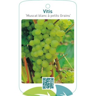 Vitis ‘Muscat blanc à petits Grains’