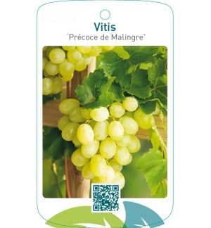 Vitis ‘Précoce de Malingre’