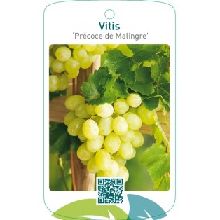 Vitis ‘Précoce de Malingre’