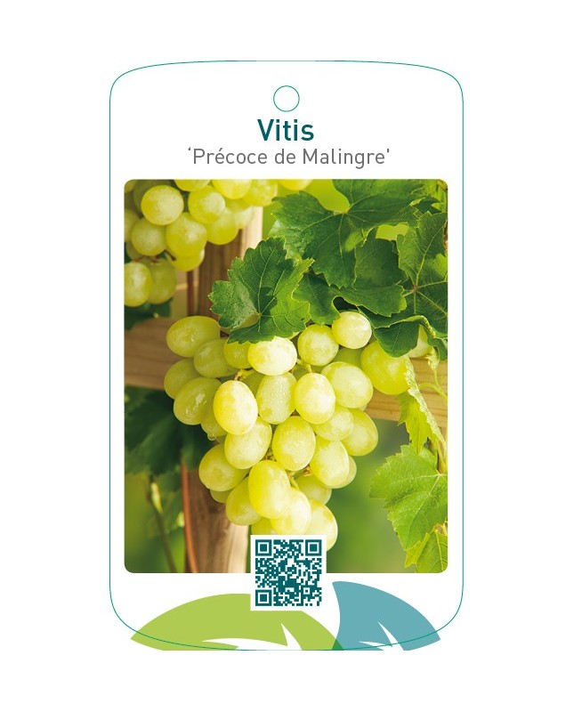 Vitis ‘Précoce de Malingre’