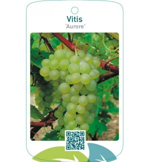 Vitis ‘Aurore’