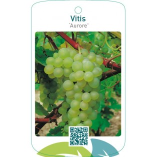 Vitis ‘Aurore’