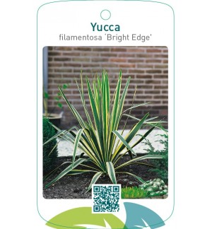 Yucca filamentosa ‘Bright Edge’